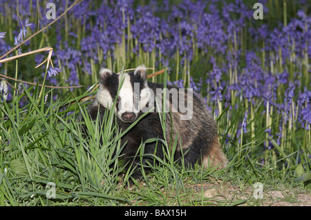 Eurasian badger e bluebells Foto Stock