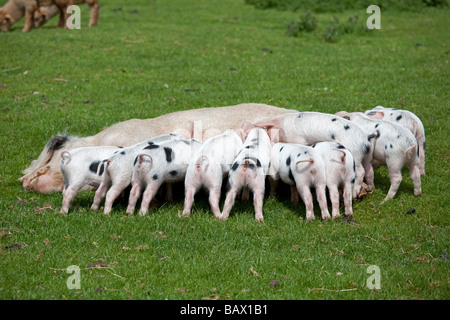 Gloucester old spot scrofa e suinetti lattanti Cotswold Farm Park Tempio Guiting Glos UK Foto Stock