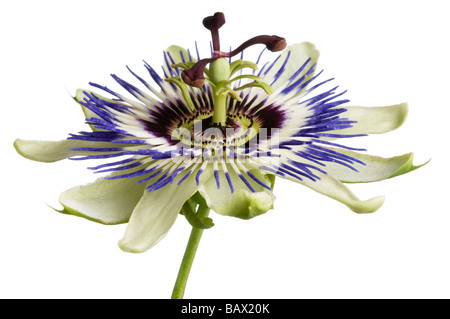 Comune blu fiore della passione Passiflora caerulia Foto Stock