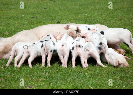 Gloucester old spot scrofa e suinetti lattanti Cotswold Farm Park Tempio Guiting Glos UK Foto Stock