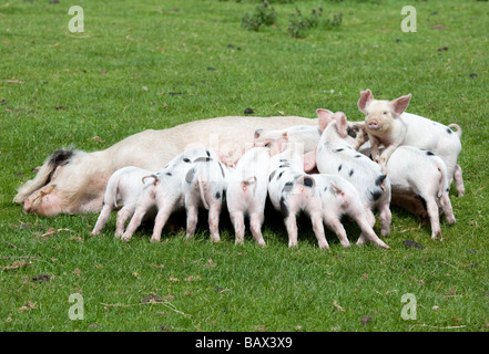 Gloucester old spot scrofa e suinetti lattanti Cotswold Farm Park Tempio Guiting Glos UK Foto Stock