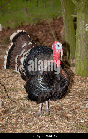 La Turchia domestici visualizzazione ventilatore di coda Cotswold Farm Park Tempio Guiting Glos UK Foto Stock