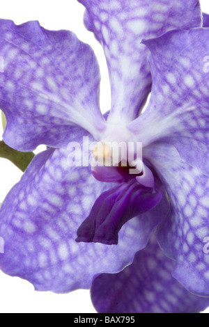 Close up di un azzurro sansai blue orchid vanda vanda coerulea hybrid Foto Stock