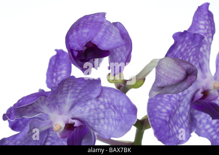 Blue Orchid vanda close up Foto Stock