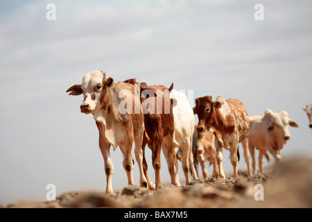 Bovini su una strada polverosa nel nord del Kenya al tramonto Foto Stock