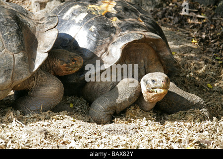 Le Galapagos La tartaruga gigante, Central Isabela Island variazione, 'Volcan alcedo' Tartaruga, Chelonoidis nigra vandenburghi var Foto Stock