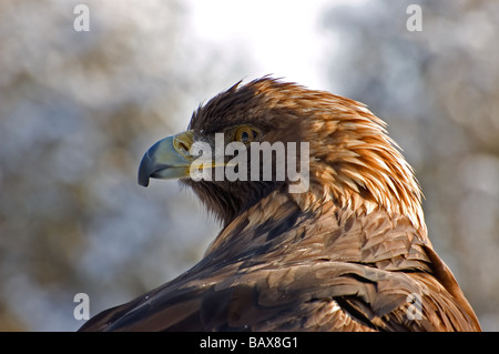 Close-up di un aquila reale Foto Stock