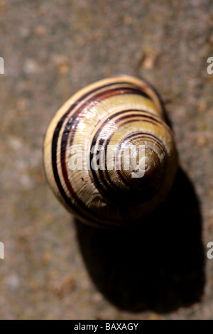 Lumaca con bande scure (Cepaea nemoralis) Foto Stock