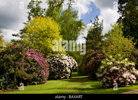 Rododendri presso la struttura Bowood House Foto Stock