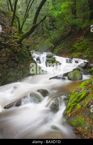 Un torrente scorre verso il basso Palo Colorado Canyon - Big Sur, California. Foto Stock