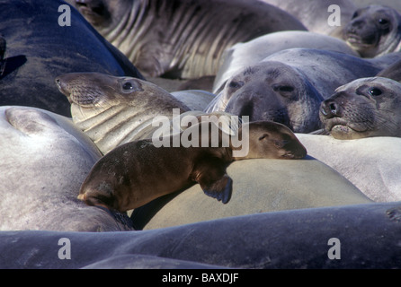 Una femmina di guarnizione di elefante adotta un California sea lion pup. Foto Stock