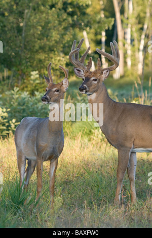 White-tailed buck in velluto Foto Stock