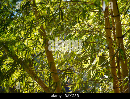 Boschetto di bambù Foto Stock