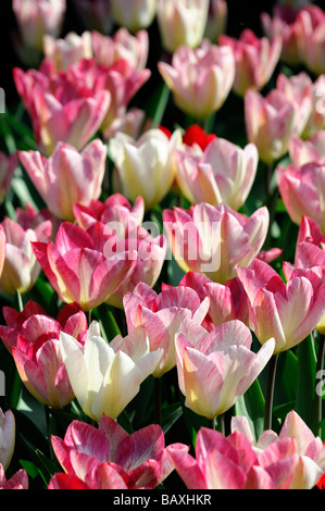 Rosa Bianco tulip tulipa flaming purissima fosteriana gruppo 3 flower bloom blossom variante di specie var sp varietà Foto Stock