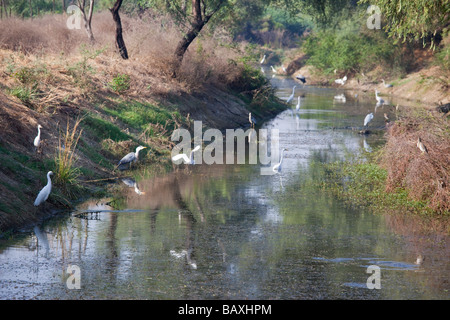 Intermedio o giallo fatturati Garzetta Keoladeo il santuario degli uccelli in Bharatpur India Foto Stock