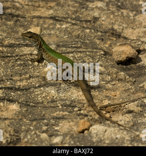 Una lucertola muraiola (Lacerta filfolensis o Gremxula, Dorbi) tra le rocce su Comino. Essi sono endemiche delle isole maltesi. Foto Stock