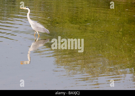 Intermedio o giallo fatturati Garzetta Keoladeo il santuario degli uccelli in Bharatpur India Foto Stock