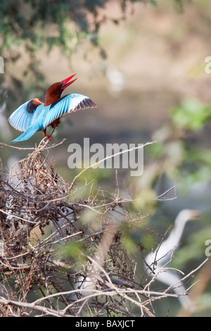 White Throated Kingfisher in Keoladeo il santuario degli uccelli in Bharatpur India Foto Stock