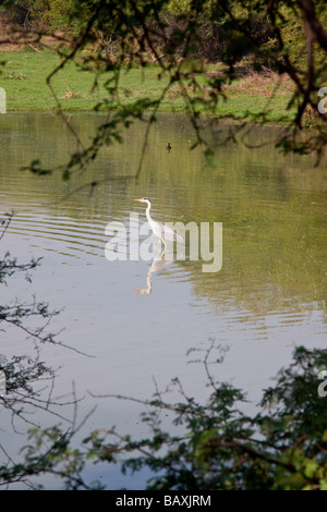 Intermedio o giallo fatturati Garzetta Keoladeo il santuario degli uccelli in Bharatpur India Foto Stock