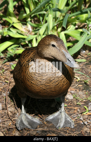 Ritratto di donna Common Eider Somateria mollissima a Martin mera WWT, LANCASHIRE REGNO UNITO Foto Stock