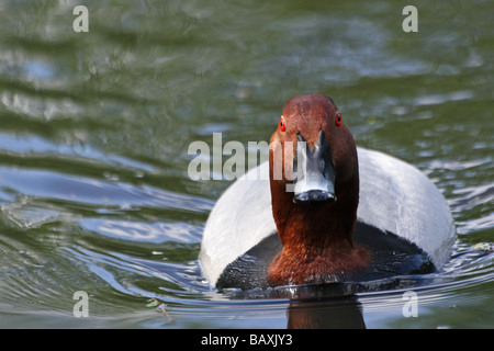 Comune maschio Pochard Aythya ferina nuoto verso la telecamera a Martin mera WWT, LANCASHIRE REGNO UNITO Foto Stock