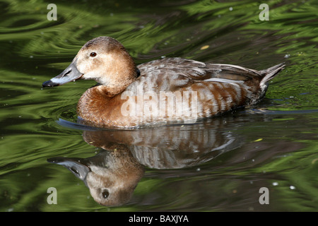 Comune Femmina Pochard Aythya ferina nuoto a Martin mera WWT, LANCASHIRE REGNO UNITO Foto Stock