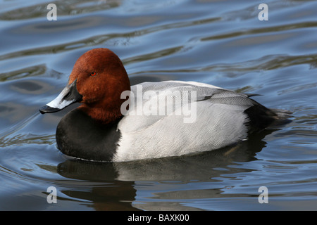 Comune maschio Pochard Aythya ferina nuoto a Martin mera WWT, LANCASHIRE REGNO UNITO Foto Stock