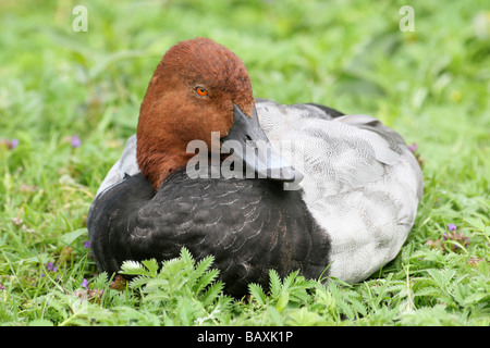 Comune maschio Pochard Aythya ferina Sat in erba a Martin mera WWT, LANCASHIRE REGNO UNITO Foto Stock