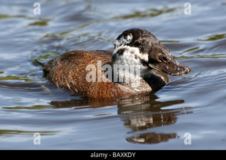 Immaturo maschio bianco-headed Duck Oxyura leucocephala di nuoto a Martin mera WWT, LANCASHIRE REGNO UNITO Foto Stock