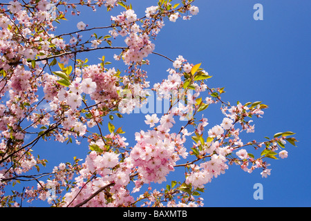 Berlin Mahrzahn, la fioritura dei ciliegi nel giardino del mondo, il parco ricreativo, giardino giapponese in primavera Foto Stock