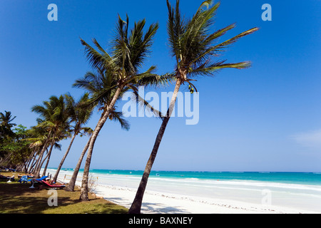 Le palme a Diani Beach a Costa, Kenya Foto Stock