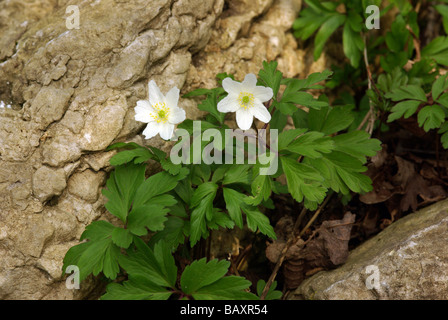 Legno - anemone Anemone nemorosa , Foto Stock