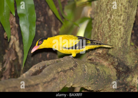 Nero naped Rigogolo (Oriolus chinensis) Foto Stock