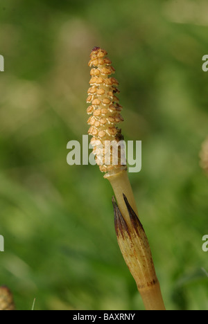 Comune di campo o di equiseto - Equisetum arvense Foto Stock