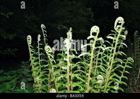 Felci che cresce in un bosco, REGNO UNITO Foto Stock