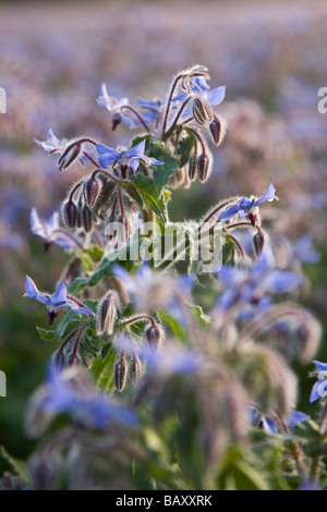 Un campo di borragine al tramonto Foto Stock