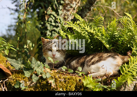 Un tabby e bianco Gatto sdraiato in pezzata sun sotto le felci su un vecchio muro di pietra Limousin Francia Foto Stock