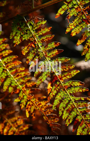 In prossimità di una parte di un Bracken frond in autunno Limousin Francia Foto Stock