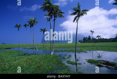 Inondati paddock e di palme vicino al vecchio insediamento Beach, Australia Foto Stock