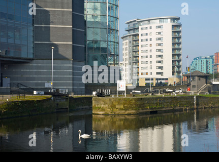 Cigno sul fiume Aire, davanti al Royal Armouries Museum, Leeds, West Yorkshire, Inghilterra, Regno Unito Foto Stock