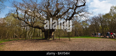 La quercia Major, Foresta di Sherwood, vicino Edwinstowe, Nottinghamshire, England, Regno Unito Foto Stock