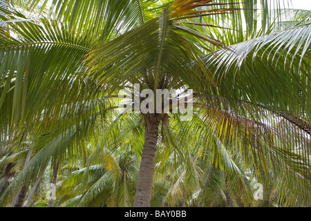 Albero di cocco, Fakarava, Tuamotus, Polinesia Francese Foto Stock