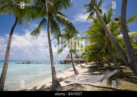 Amaca sotto gli alberi di cocco a Hotel Kia Ora, Avatoru, Rangiroa, Tuamotus, Polinesia Francese Foto Stock