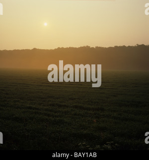 La mattina presto luce e misty sun su una molla raccolto di orzo in Oxfordshire Foto Stock