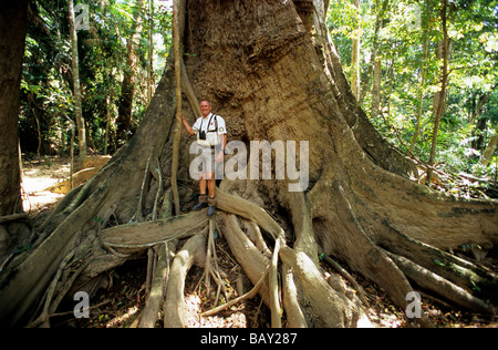 Uomo in piedi di fronte a un enorme albero, foresta pluviale nel ferro gamma Parco Nazionale, Queensland, Australia Foto Stock