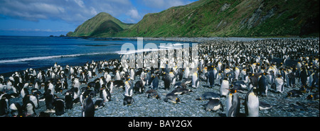 Una colonia di pinguini di Re e Royal Pinguini, Sandy Bay, Macquarie Island, in Australia Foto Stock