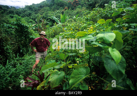 Escursionista in piedi accanto a piante di Kava all'interno dell'isola di Viti Levu, Isole Fiji Foto Stock