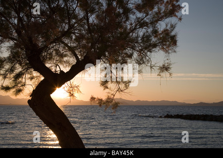 Albero e Baia di Alcudia, Colonia de Sant Pere, Maiorca, isole Baleari, Spagna Foto Stock