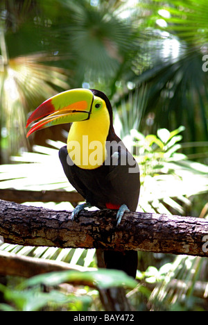 Tucan nel Belize rainforest, Belize, America Centrale Foto Stock