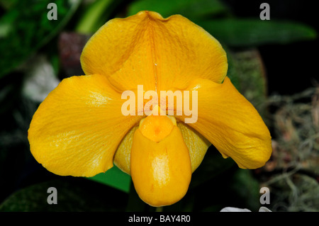 Fiori di orchidea. Di colore giallo brillante pianella della Madonna. Foto Stock